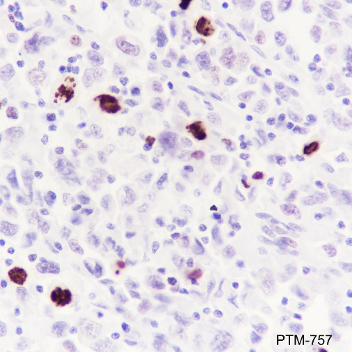 Anti-Phospho-Histone H3 (Ser10) Mouse mAb