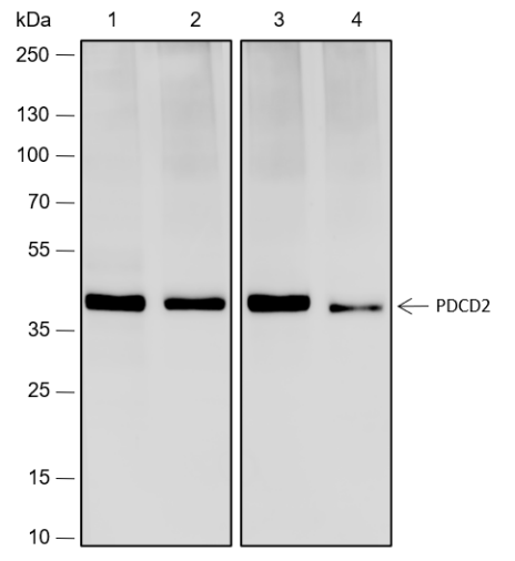 Anti-PDCD2 Rabbit mAb