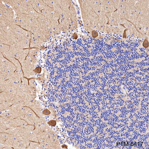 Anti-Calbindin Rabbit mAb