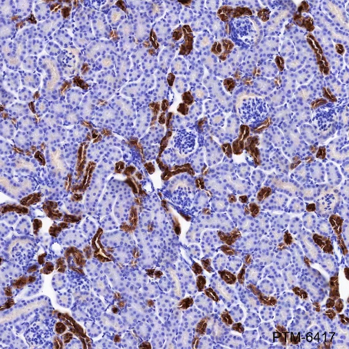 Anti-Calbindin Rabbit mAb