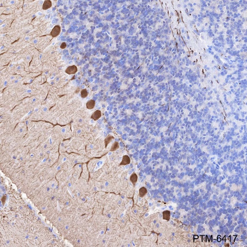 Anti-Calbindin Rabbit mAb