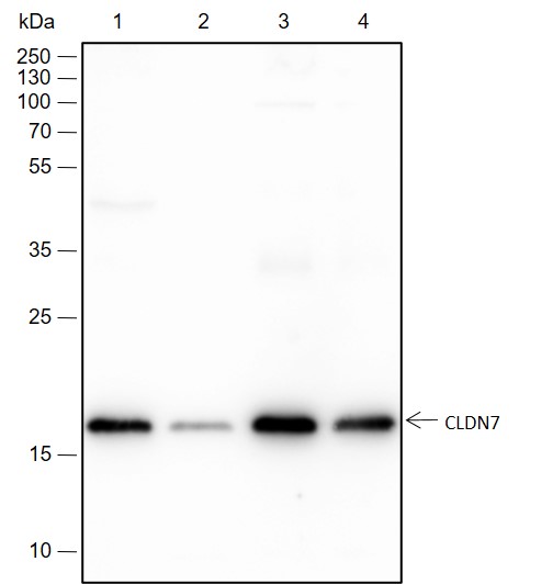 Anti-Claudin-7 Rabbit mAb