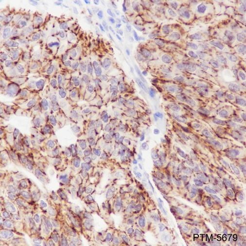 Anti-Claudin-7 Rabbit mAb