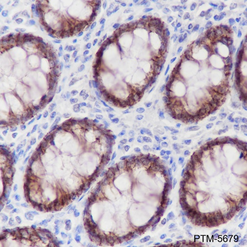 Anti-Claudin-7 Rabbit mAb