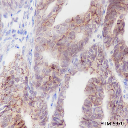 Anti-Claudin-7 Rabbit mAb