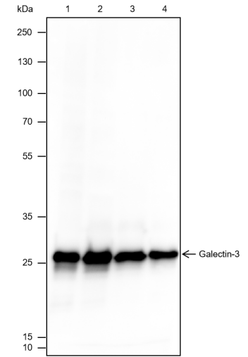 Anti-Galectin-3 Mouse mAb
