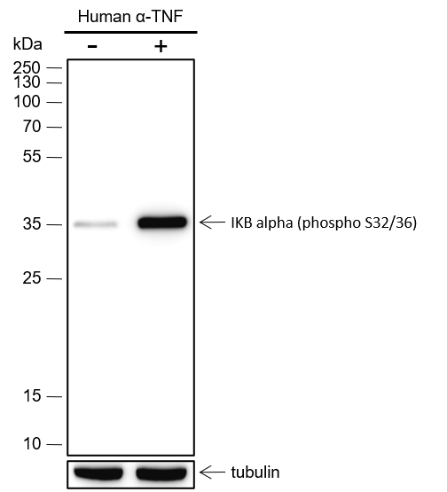 Anti-Phospho-IkB alpha (Ser32/36) Rabbit mAb