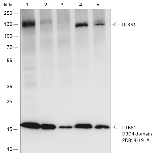 Anti-LILRB1 Rabbit mAb
