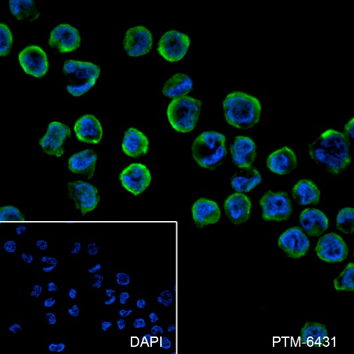 Anti-LILRB1 Rabbit mAb