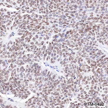 Anti-Lamin A/C Rabbit mAb