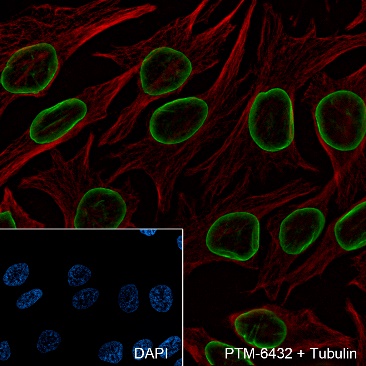 Anti-Lamin A/C Rabbit mAb