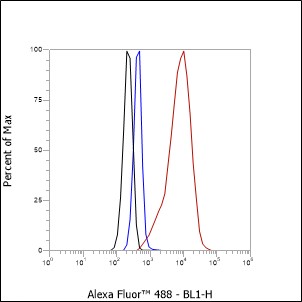Anti-Lamin A/C Rabbit mAb