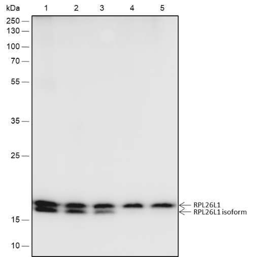 Anti-RPL26L1 Rabbit mAb