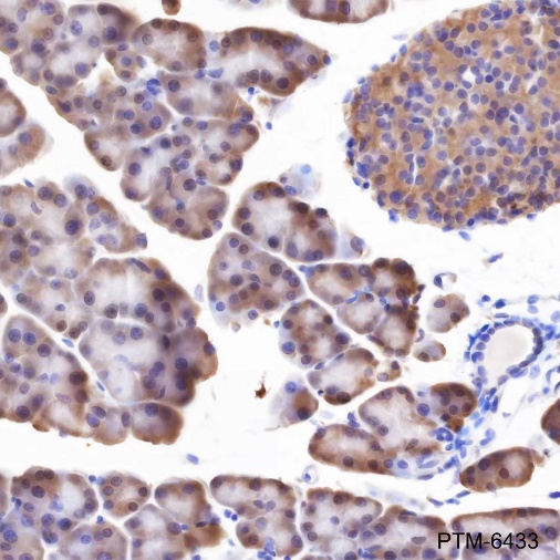 Anti-RPL26L1 Rabbit mAb