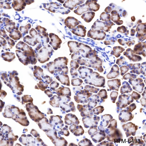 Anti-RPL26L1 Rabbit mAb