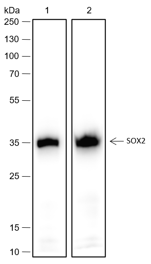 Anti-SOX2 Rabbit mAb