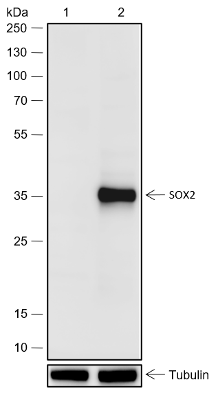 Anti-SOX2 Rabbit mAb