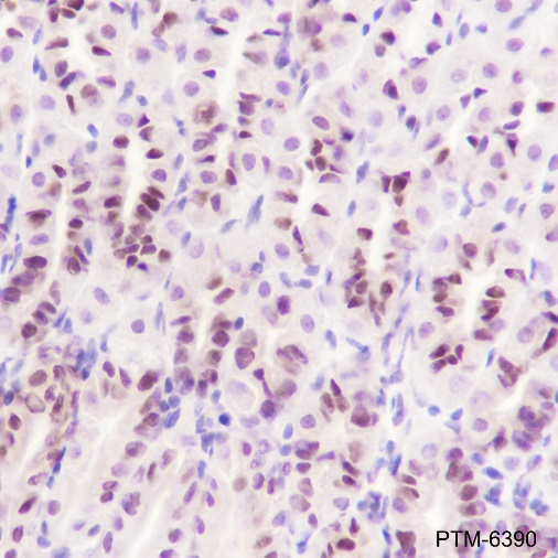 Anti-SOX2 Rabbit mAb