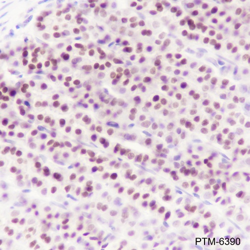 Anti-SOX2 Rabbit mAb
