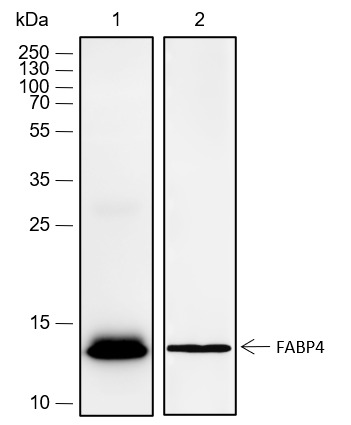 Anti-FABP4 Rabbit mAb