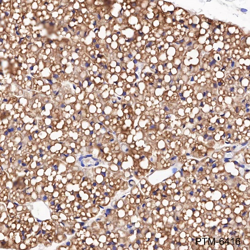 Anti-FABP4 Rabbit mAb