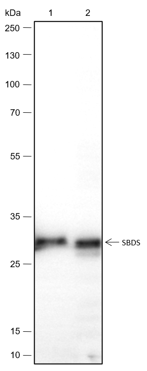 Anti-SBDS Rabbit mAb