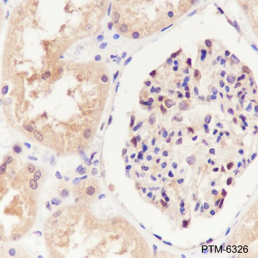 Anti-SBDS Rabbit mAb