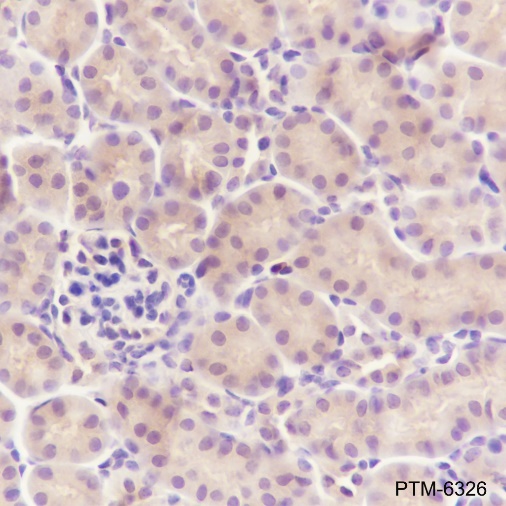 Anti-SBDS Rabbit mAb