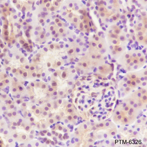 Anti-SBDS Rabbit mAb