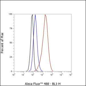 Anti-SOX11 Rabbit mAb