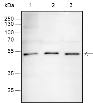 Anti-SOX1 Rabbit mAb