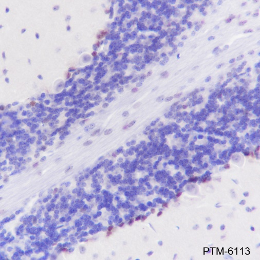 Anti-SOX1 Rabbit mAb
