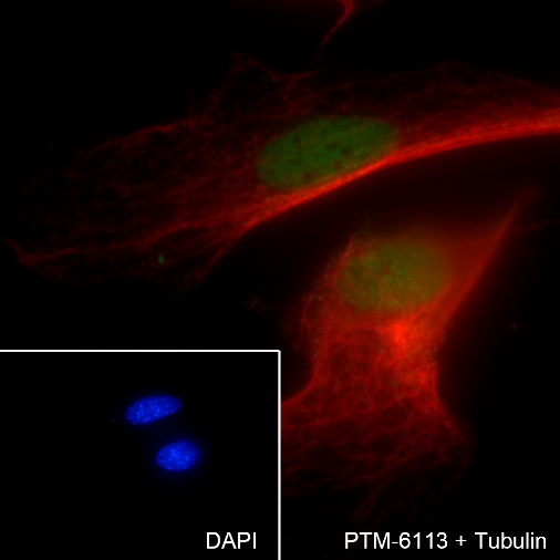 Anti-SOX1 Rabbit mAb