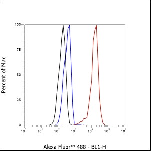 Anti-SOX1 Rabbit mAb