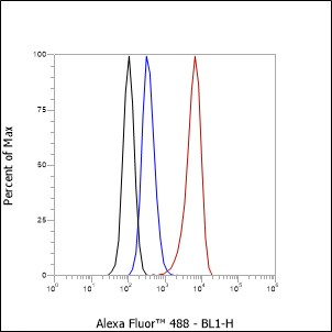 Anti-SOX1 Rabbit mAb