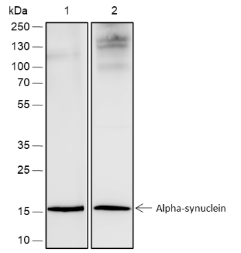 Anti-alpha-Synuclein Rabbit mAb