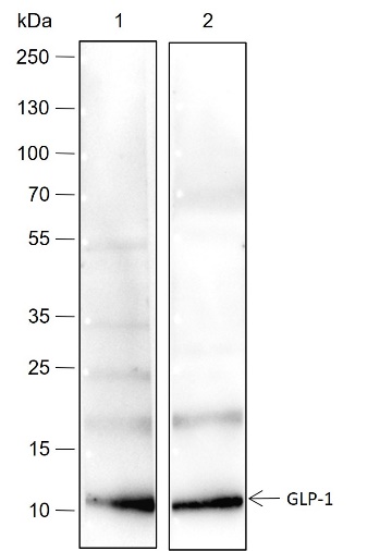 Anti-GLP-1 Rabbit mAb