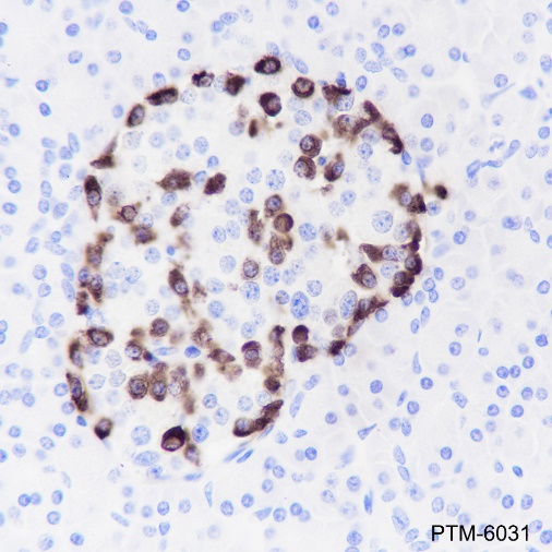 Anti-GLP-1 Rabbit mAb