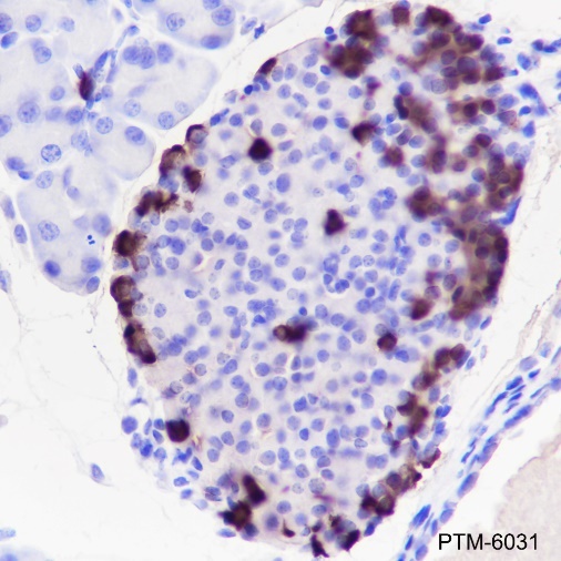 Anti-GLP-1 Rabbit mAb