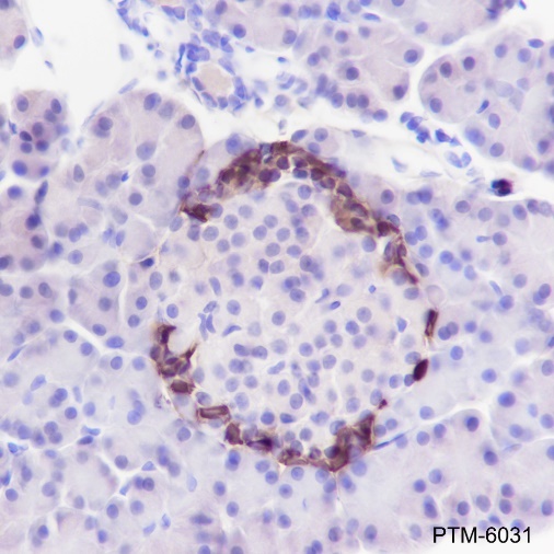 Anti-GLP-1 Rabbit mAb