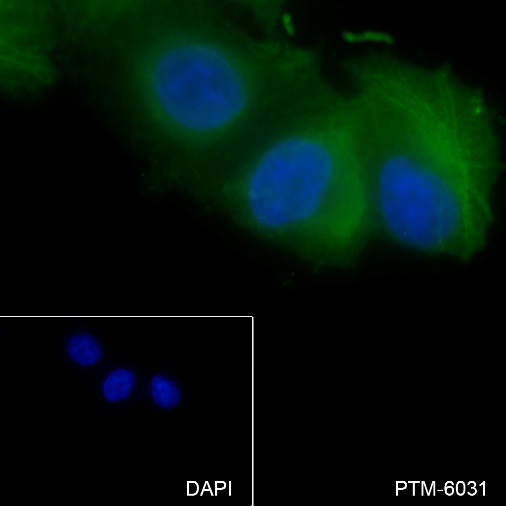 Anti-GLP-1 Rabbit mAb