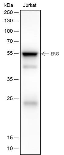 Anti-ERG Rabbit mAb