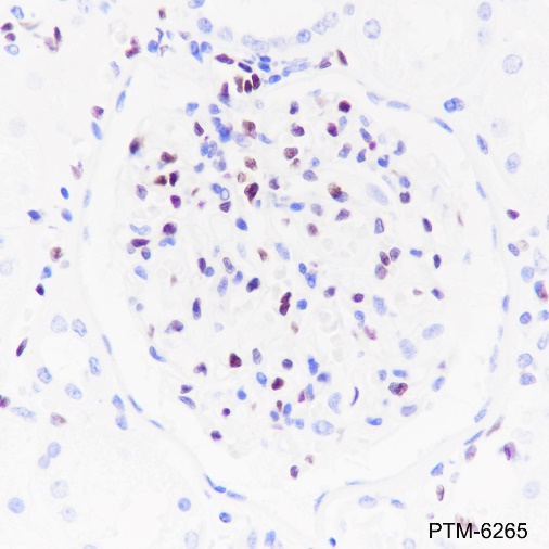 Anti-ERG Rabbit mAb