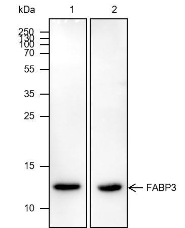 Anti-FABP3 Mouse mAb