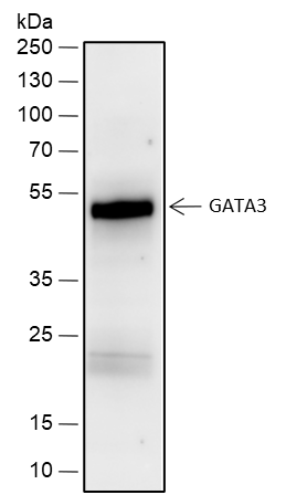 Anti-GATA3 Rabbit mAb