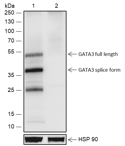 Anti-GATA3 Rabbit mAb