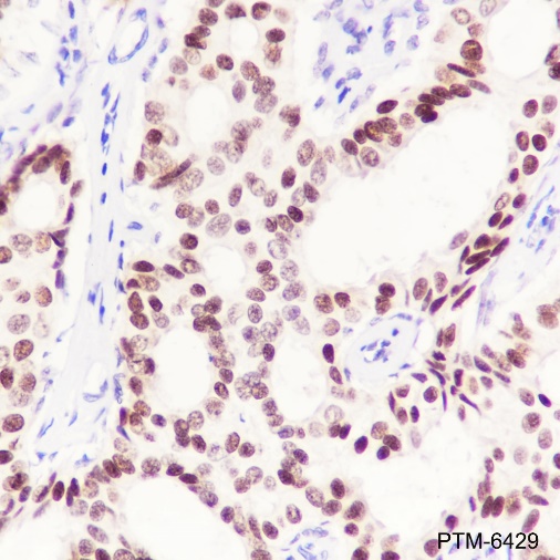 Anti-GATA3 Rabbit mAb