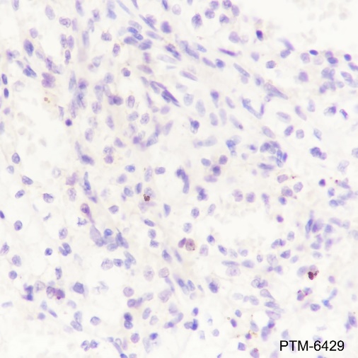 Anti-GATA3 Rabbit mAb