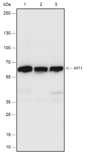 Anti-AKT1 Rabbit mAb