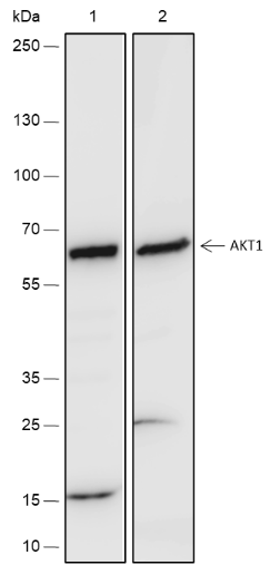 Anti-AKT1 Rabbit mAb